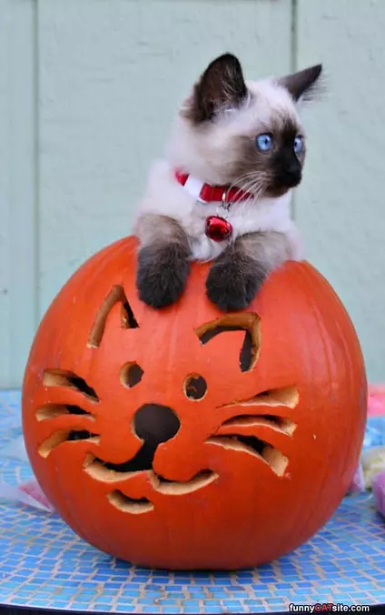 I Love Pumpkins