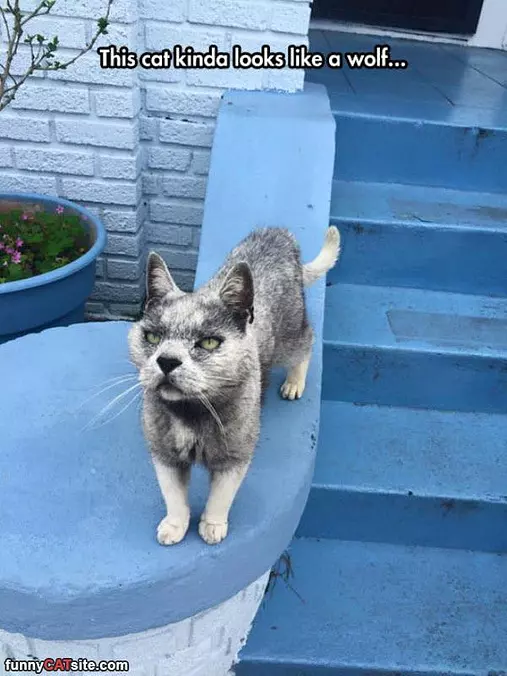 The Cat Wolf