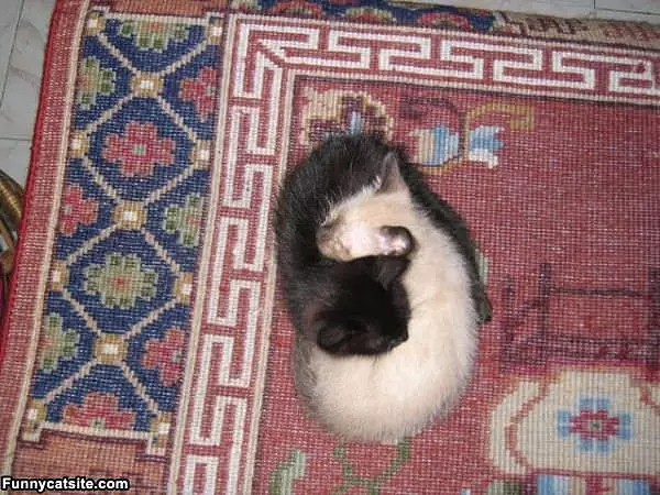 Cat Warmer Attachments