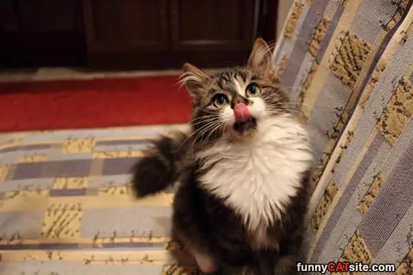 Lickkkkk