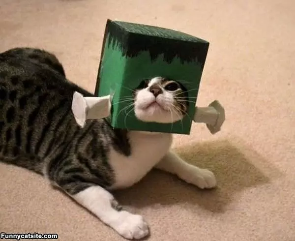 Scary Cat
