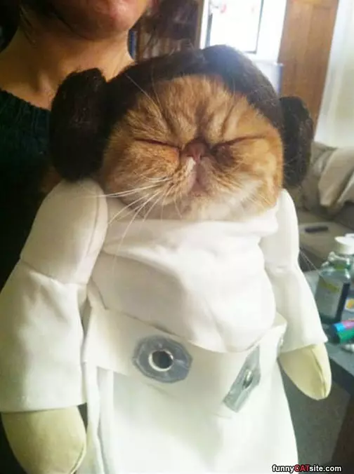 Princess Cat