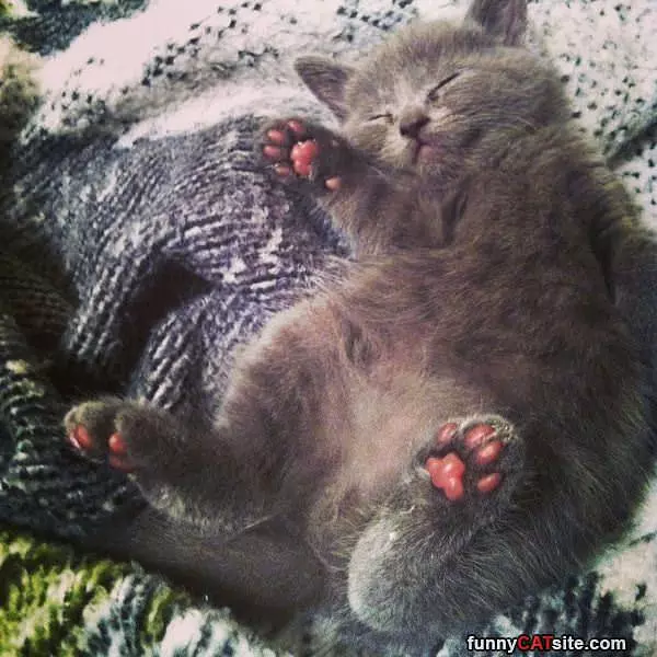 Adorable Nap Time