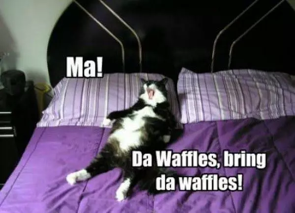 The Waffles