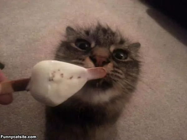 Nom Nom Ice Cream