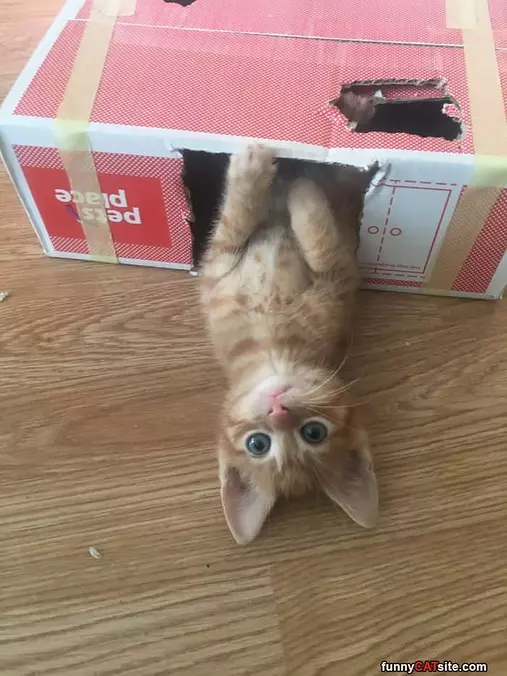 Getting Out Of The Box