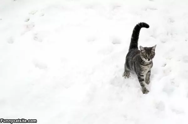 Not The Snow