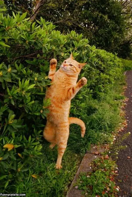Rawrr Rawrrr