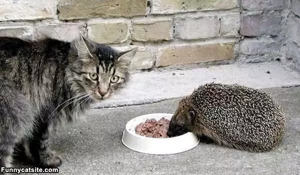 Sharing My Lunch
