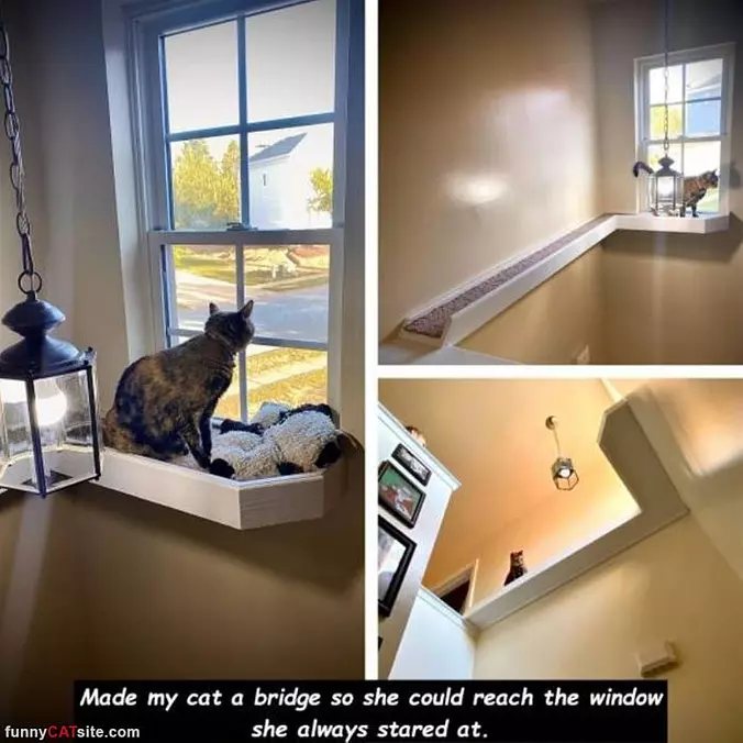 Made My Cat A Bridge
