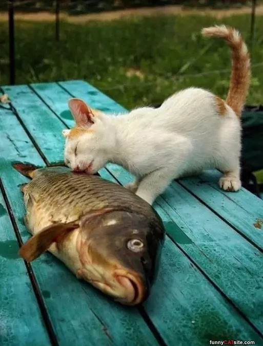 This Fish Is Fishy