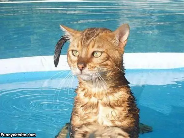 Swimming Cat
