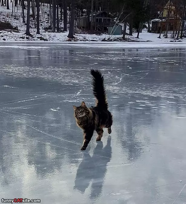 Prancing Around