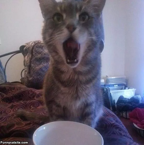 Whaaat Did You Say