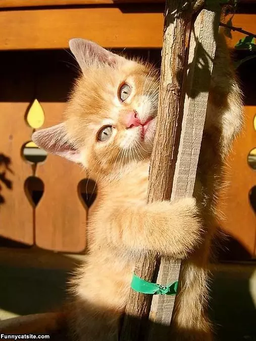 Climbing This Stick