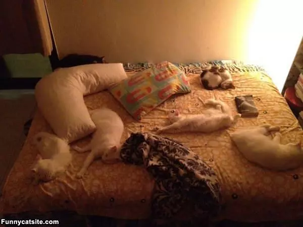 The Cat Bed