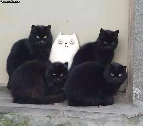 Cats Huddling