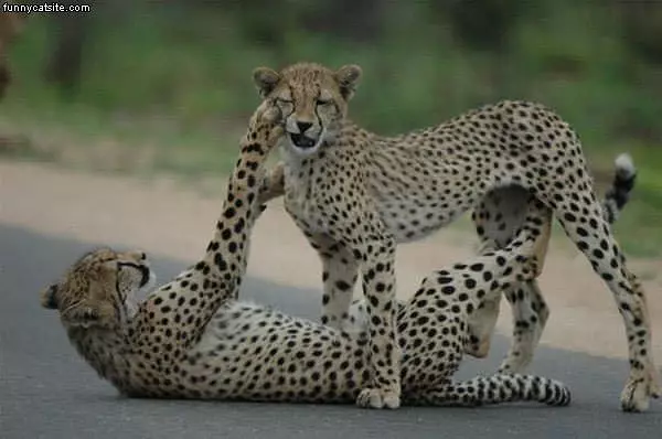 Big Cats Fighting