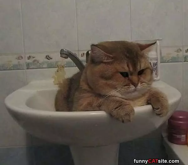 Fatty In The Sink