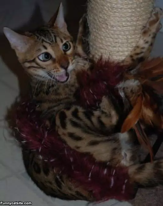 Jade Wrestling The Boa