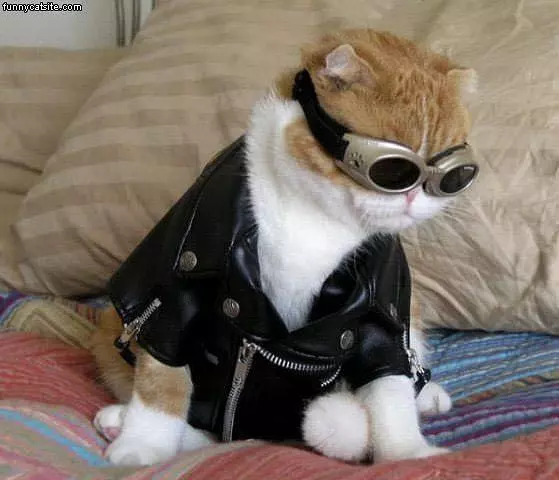 Nice Cat Costume