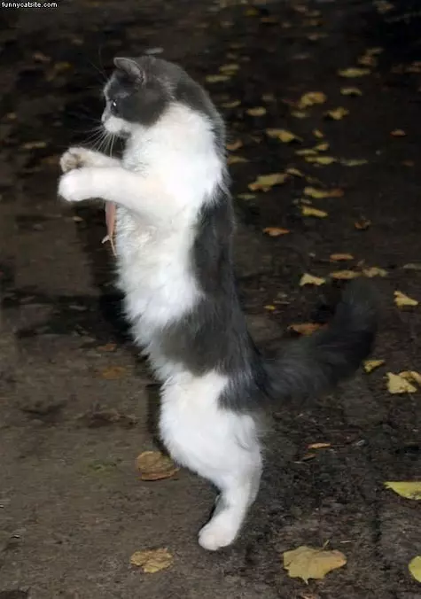 2 Legs Walking