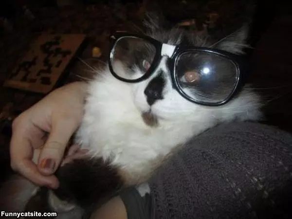 Hipster Cat