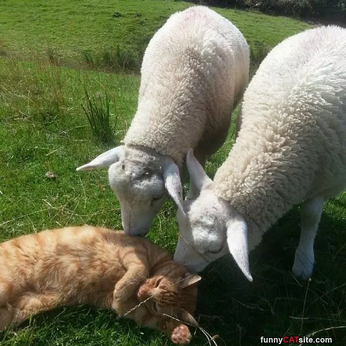 Give Me Kisses