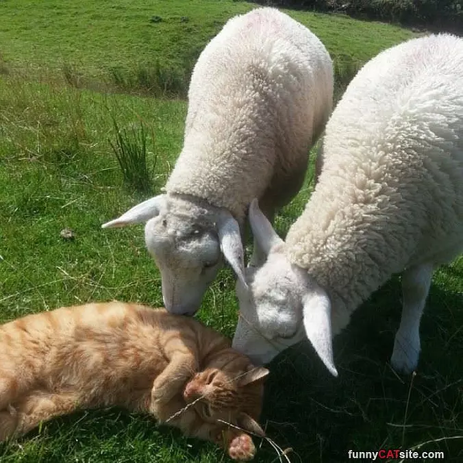 Give Me Kisses