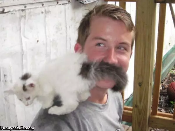 Cat Mustache