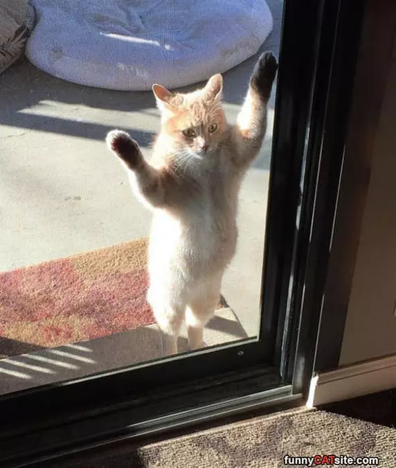 Hey Bud Let Me In