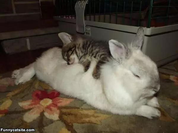 Oh Bunny I Love You