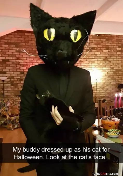 A Cat Holding A Cat