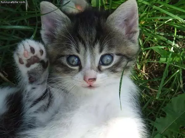 Hi