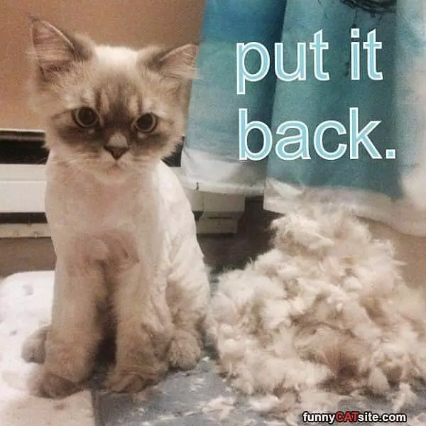 Put It Back