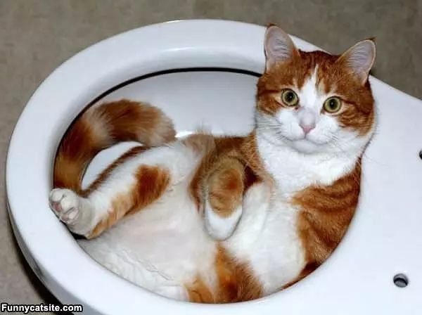 Toilet Cat