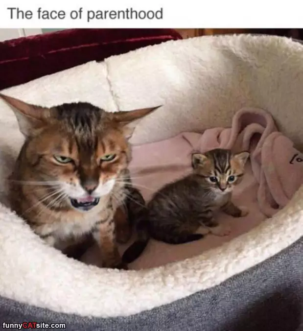 The Face Of Parenthood