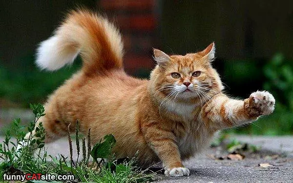 Fluffy Mejestic Cat