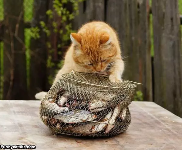 I Wants Fishy