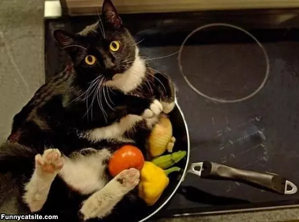 Who Wants Some Dinner