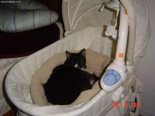Baby Ctib Cat