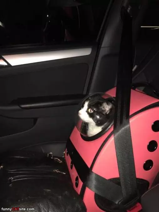 Cat Transporty