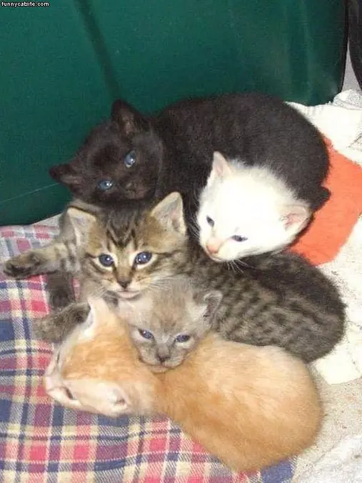 Bundle Of Cats