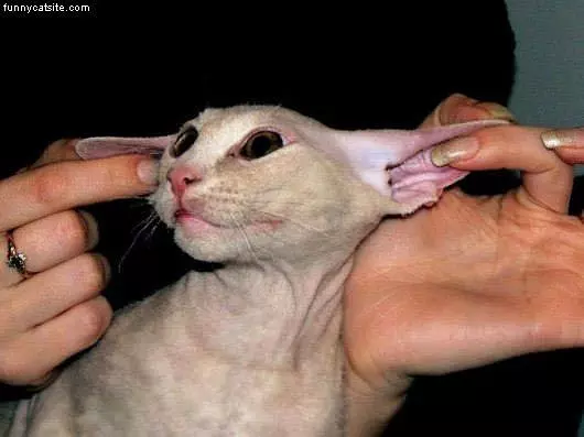 Huge Ears