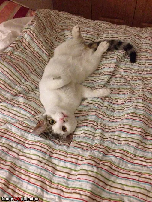 Laying On The Bed