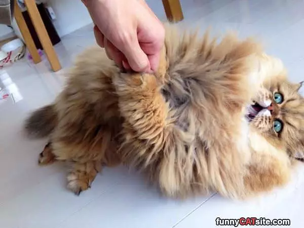 Nooo Give That Back