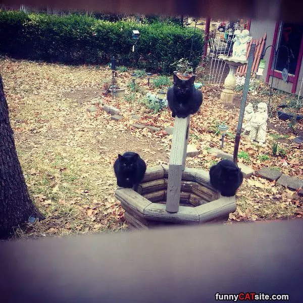 The Cat Well