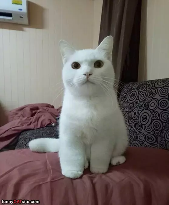 Chubby Paws
