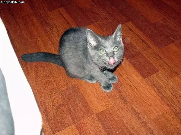 Licky Licky