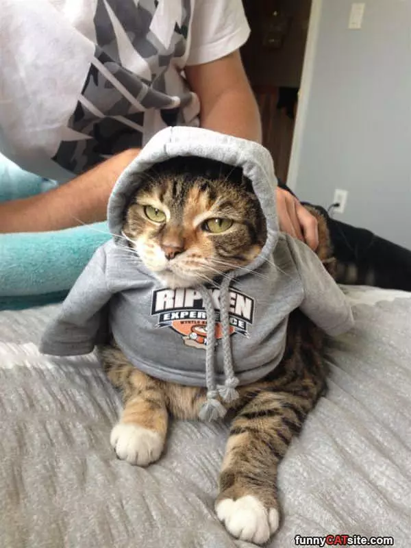 I Has A Nice Sweatshirt